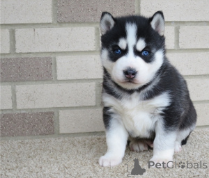 Foto №1. siberian husky - zum Verkauf in der Stadt Warschau | verhandelt | Ankündigung № 178116