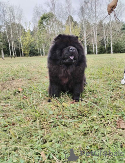 Zusätzliche Fotos: Chow-Chow-Hunde zu verkaufen