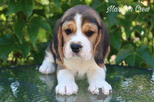 Foto №2 zu Ankündigung № 105175 zu verkaufen beagle - einkaufen Türkei vom kindergarten