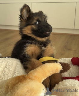 Foto №2 zu Ankündigung № 171007 zu verkaufen deutscher schäferhund - einkaufen Schweiz quotient 	ankündigung