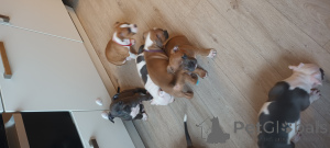 Foto №3. Magda Lewandowska. Niederlande