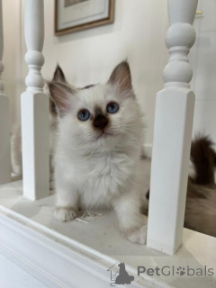 Foto №1. birma-katze - zum Verkauf in der Stadt Grafenwöhr | 350€ | Ankündigung № 173626