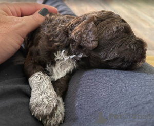 Foto №3. Lagotto Romagnolo Welpen. Kroatien