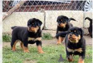 Foto №1. rottweiler - zum Verkauf in der Stadt Bukarest | verhandelt | Ankündigung № 175608