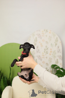 Foto №3. Italienischer Windhund Rüde. Weißrussland