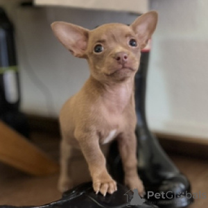 Foto №2 zu Ankündigung № 172241 zu verkaufen chihuahua - einkaufen Deutschland quotient 	ankündigung