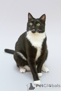 Foto №3. Antoshka, die Katze, sucht seine Familie.. Russische Föderation