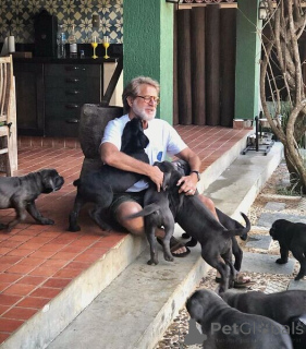 Foto №2 zu Ankündigung № 169788 zu verkaufen cane corso italiano - einkaufen Schweden 