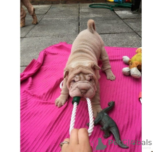 Foto №1. shar-pei - zum Verkauf in der Stadt Heusenstamm | 350€ | Ankündigung № 147614