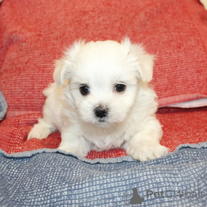 Foto №2 zu Ankündigung № 164000 zu verkaufen malteser - einkaufen Finnland quotient 	ankündigung, aus dem tierheim