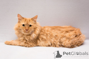 Foto №1.  - zum Verkauf in der Stadt Moskwa | Frei | Ankündigung № 165231