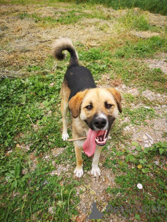 Foto №2 zu Ankündigung № 152541 zu verkaufen mischlingshund - einkaufen Russische Föderation quotient 	ankündigung