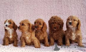 Foto №1. kavapu - zum Verkauf in der Stadt Brüssel | 700€ | Ankündigung № 162620