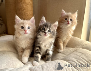 Foto №1. norwegische waldkatze - zum Verkauf in der Stadt Dikirh | 350€ | Ankündigung № 151487