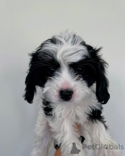 Foto №2 zu Ankündigung № 158450 zu verkaufen cavalier king charles spaniel - einkaufen Luxemburg quotient 	ankündigung