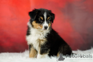 Foto №4. Ich werde verkaufen australian shepherd in der Stadt Opole. züchter - preis - 1350€