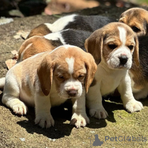 Foto №4. Ich werde verkaufen beagle in der Stadt Sinsheim. quotient 	ankündigung - preis - 404€