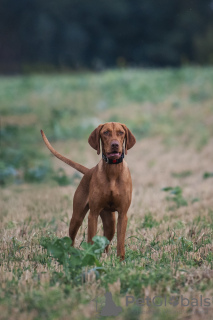 Zusätzliche Fotos: Ungarischer Vizsla-Welpe