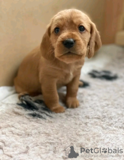 Foto №1. labrador retriever - zum Verkauf in der Stadt Winterswijk | 450€ | Ankündigung № 13824