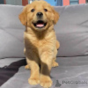 Foto №3. Labrador-Retriever. Deutschland