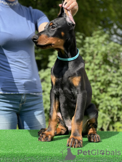 Foto №2 zu Ankündigung № 106663 zu verkaufen dobermann - einkaufen Weißrussland vom kindergarten, züchter