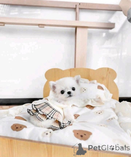 Foto №1. chihuahua - zum Verkauf in der Stadt Helsinki | 550€ | Ankündigung № 159465