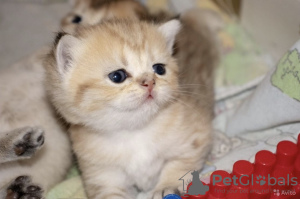 Foto №4. Ich werde verkaufen schottische faltohrkatze in der Stadt Rostow am Don. vom kindergarten, züchter - preis - verhandelt