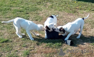 Foto №1. american bulldog - zum Verkauf in der Stadt Москва | verhandelt | Ankündigung № 15575