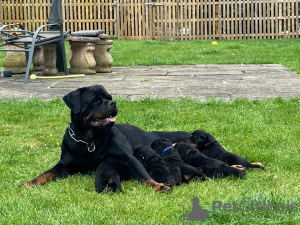 Foto №1. rottweiler - zum Verkauf in der Stadt Вашингтон | verhandelt | Ankündigung № 114831