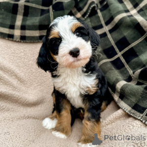 Foto №3. Sanfte Augen, weicheres Herz Millie bringt Liebe, Ruhe und Kuscheln in jeden. Irland