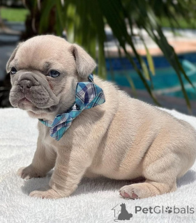 Foto №1. französische bulldogge - zum Verkauf in der Stadt Florida | 850€ | Ankündigung № 144963