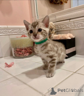 Foto №2 zu Ankündigung № 152623 zu verkaufen bengal katzenrasse - einkaufen Schweiz quotient 	ankündigung
