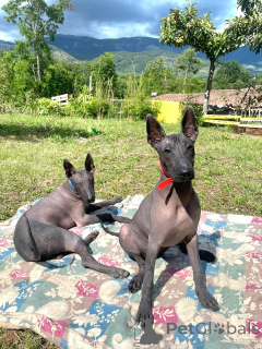 Foto №1. xoloitzcuintle - zum Verkauf in der Stadt Mailand | verhandelt | Ankündigung № 169000