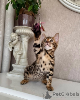 Foto №2 zu Ankündigung № 171197 zu verkaufen bengal katzenrasse - einkaufen Schweden züchter