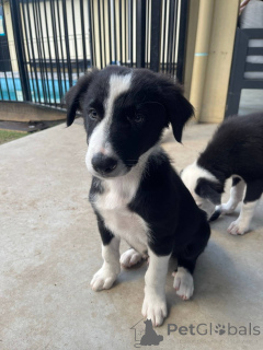 Foto №1. border collie - zum Verkauf in der Stadt Floralpark | Frei | Ankündigung № 163959