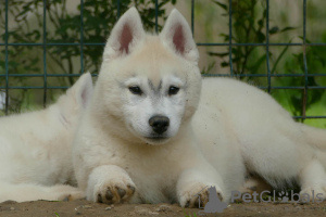 Foto №2 zu Ankündigung № 54508 zu verkaufen siberian husky - einkaufen Serbien züchter