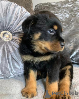 Foto №4. Ich werde verkaufen rottweiler in der Stadt Berga. quotient 	ankündigung - preis - 540€