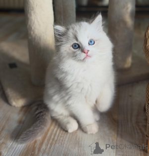 Foto №3. Wunderschöne blauäugige Ragdoll-Kätzchen, bereit für ihr ewiges Zuhause. Deutschland