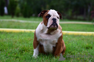 Foto №4. Ich werde verkaufen englische bulldogge in der Stadt Frampol. züchter - preis - 600€