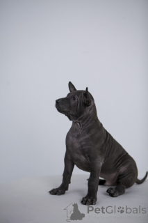 Foto №4. Ich werde verkaufen thai ridgeback in der Stadt Surgut. züchter - preis - 539€