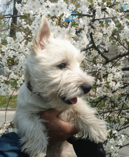 Foto №4. Ich werde verkaufen west highland white terrier in der Stadt Dnipro. vom kindergarten - preis - 738€