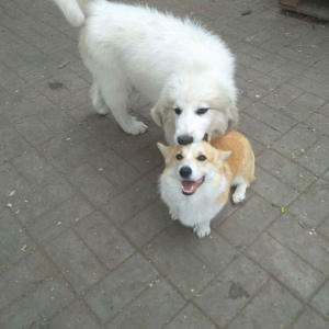 Foto №2 zu Ankündigung № 2556 zu verkaufen chien de montagne des pyrénées - einkaufen Russische Föderation vom kindergarten