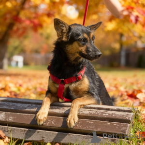 Foto №4. Ich werde verkaufen mischlingshund in der Stadt Moskwa. quotient 	ankündigung - preis - Frei