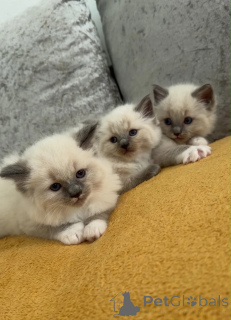 Foto №1. ragdoll-katze - zum Verkauf in der Stadt Grafenwöhr | 350€ | Ankündigung № 174541