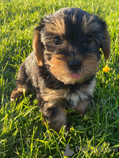 Zusätzliche Fotos: Teacup Yorkshire Terrier Welpe zur kostenlosen Adoption