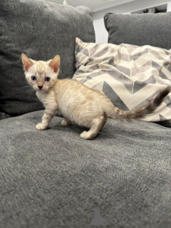 Foto №2 zu Ankündigung № 152746 zu verkaufen bengal katzenrasse - einkaufen Schweiz quotient 	ankündigung