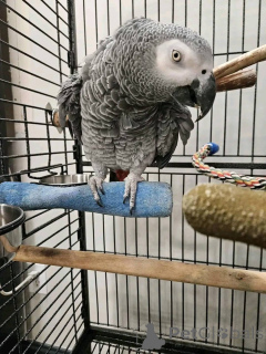 Foto №2 zu Ankündigung № 161305 zu verkaufen  - einkaufen USA 