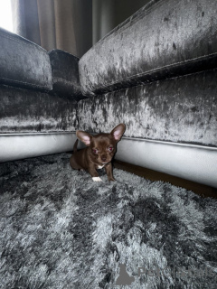 Foto №3. Wunderschöne, Beim KC Registrierte Chihuahuas. Deutschland