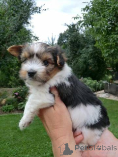 Foto №1. biewer terrier - zum Verkauf in der Stadt Bielefeld | verhandelt | Ankündigung № 140368