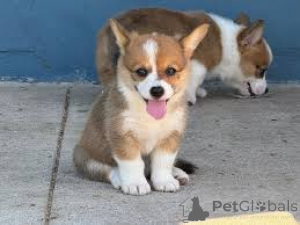 Foto №1. welsh corgi - zum Verkauf in der Stadt Berlin | verhandelt | Ankündigung № 136781